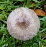 Amanita sect. Vaginatae image