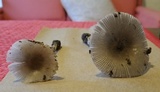 Amanita sect. Vaginatae image