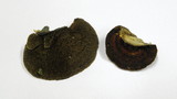 Daedaleopsis tricolor image