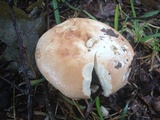 Russula compacta image