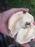 Russula compacta image