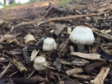Agaricus californicus image