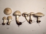 Agaricus californicus image