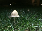 Conocybe apala image