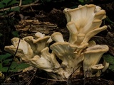Meripilus sumstinei image