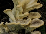 Meripilus sumstinei image