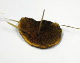 Gloeophyllum sepiarium image