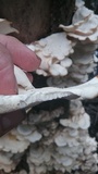 Favolus tenuiculus image
