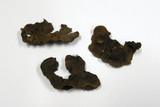 Hymenochaete rubiginosa image