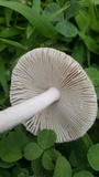 Amanita sect. Vaginatae image