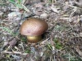 Aureoboletus innixus image