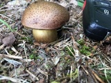 Aureoboletus innixus image