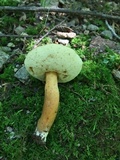 Gyroporus castaneus image