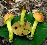 Pulveroboletus ravenelii image