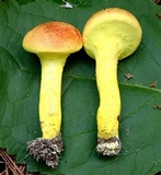 Pulveroboletus ravenelii image