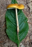 Oudemansiella furfuracea image