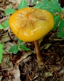 Oudemansiella furfuracea image