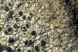 Diplotomma alboatrum image