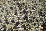 Diplotomma alboatrum image