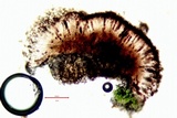 Diplotomma alboatrum image