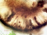 Diplotomma alboatrum image