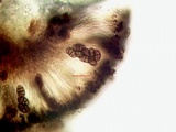 Diplotomma alboatrum image