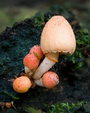 Coprinopsis mexicana image