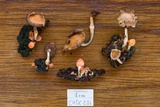 Coprinopsis mexicana image