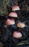 Callistosporium terrigenum image