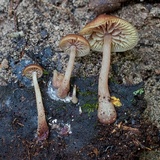 Callistosporium terrigenum image