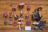Callistosporium terrigenum image