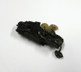 Phloeomana hiemalis image