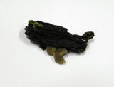 Phloeomana hiemalis image