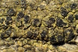 Amandinea punctata image