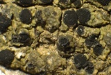 Amandinea punctata image