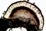 Amandinea punctata image