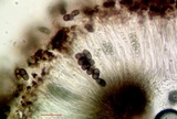 Amandinea punctata image