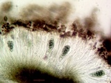 Amandinea punctata image