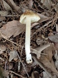 Inocybe squamata image