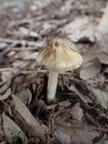Inocybe squamata image