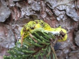 Fuligo septica image