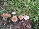 Clitocybe squamulosa image