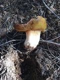 Boletus rex-veris image