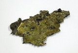Crustoderma corneum image