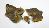 Phlebia radiata image