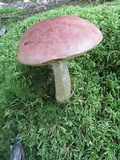 Leccinum vulpinum image