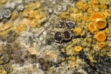 Myriolecis hagenii image