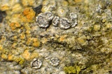Myriolecis hagenii image