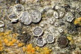 Myriolecis hagenii image