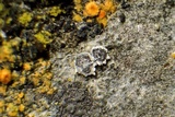 Myriolecis hagenii image